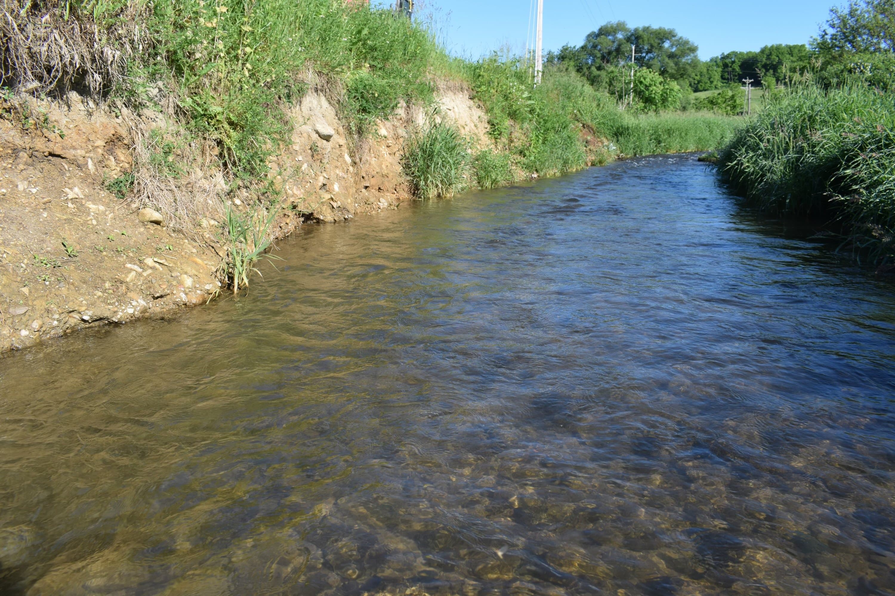 Clear stream water with exposed cut bank along the pasture stream