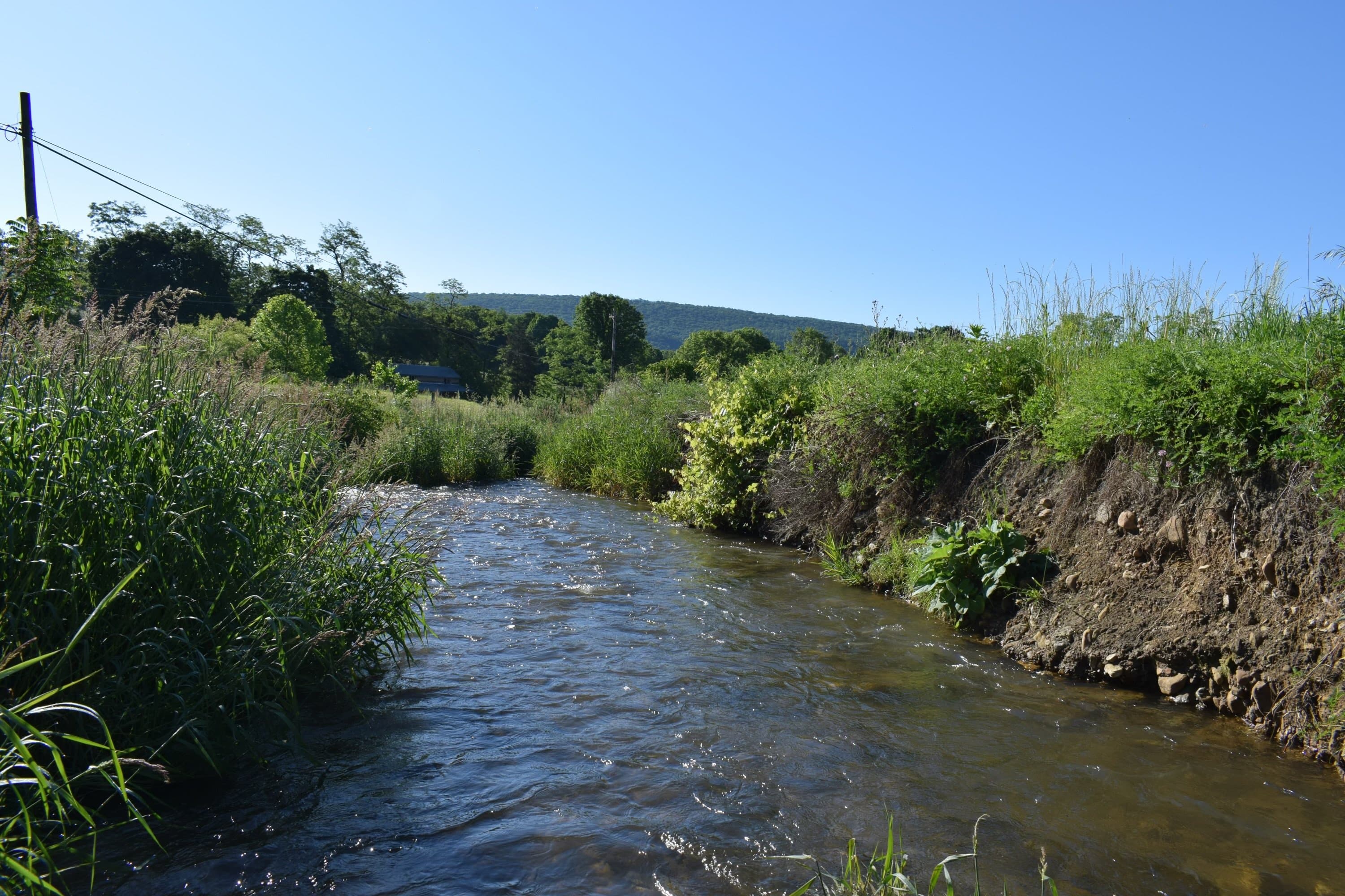 Stream channel with severely eroded bank cutting into pasture land