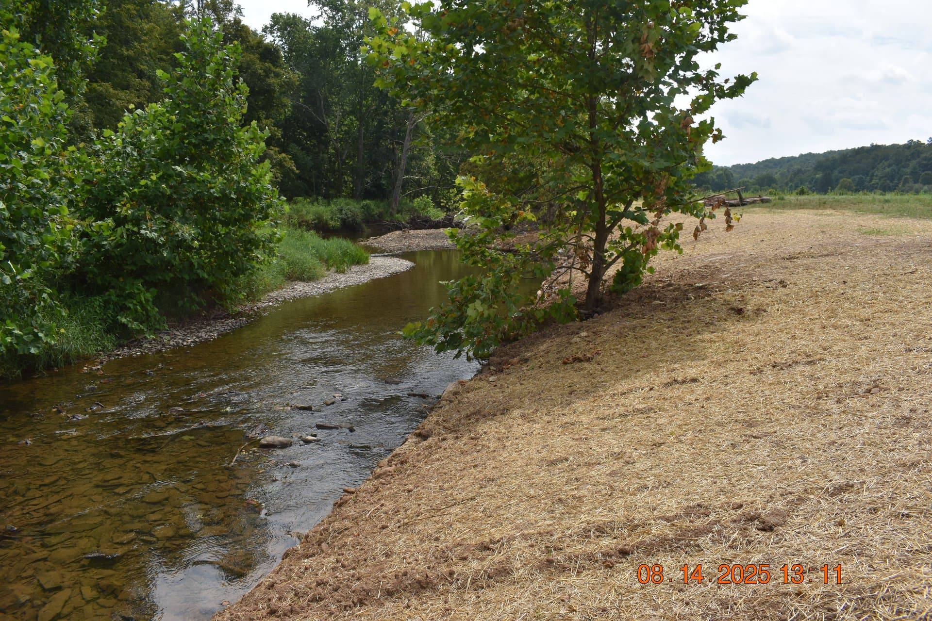 Restored streambank with established trees and stable channel
